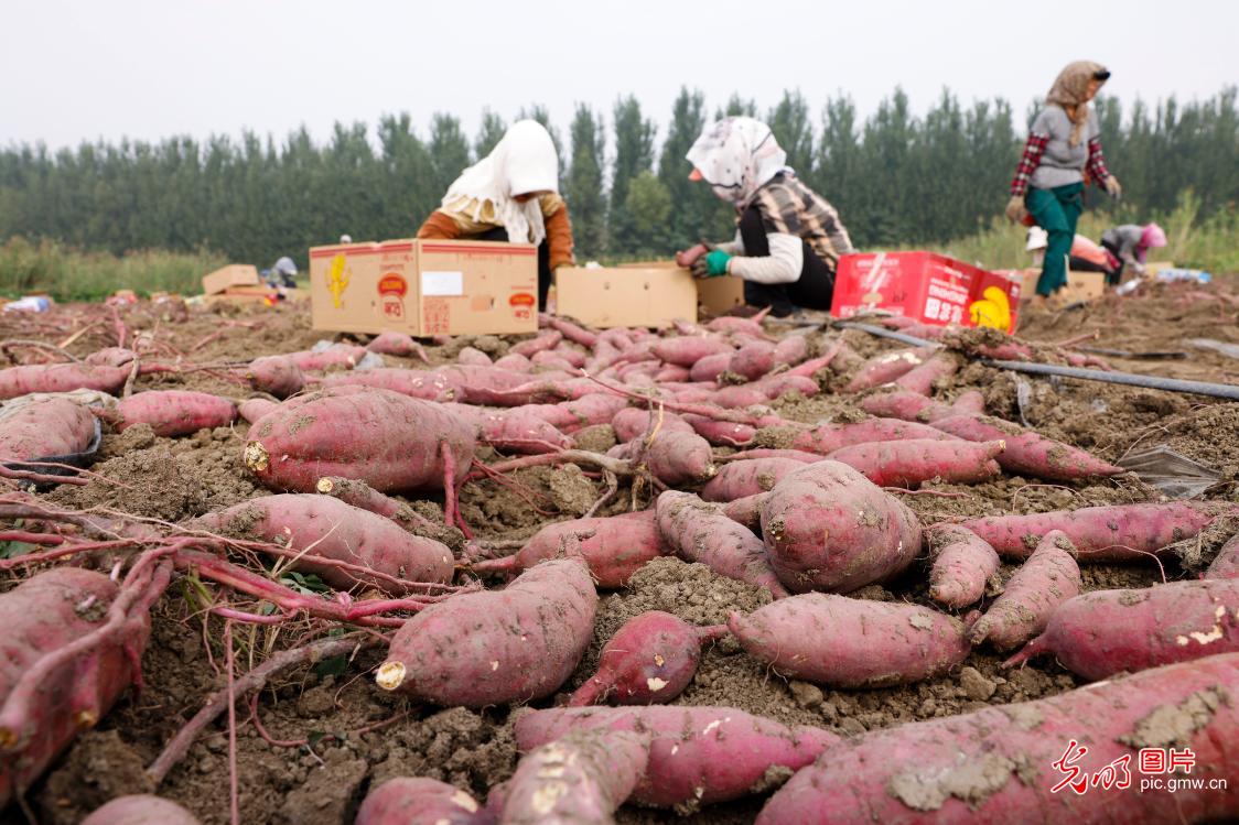 秋分时节收获忙 累累硕果粮满仓