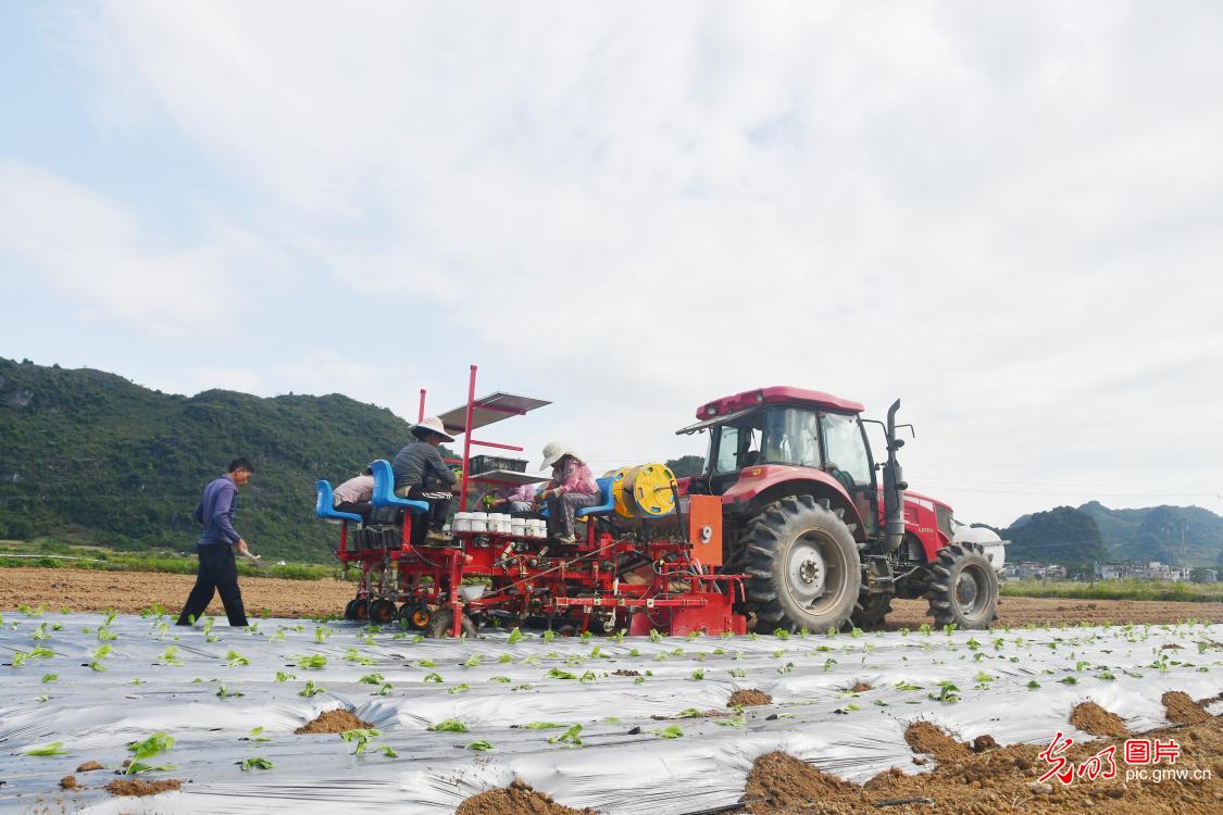 秋分时节收获忙 累累硕果粮满仓
