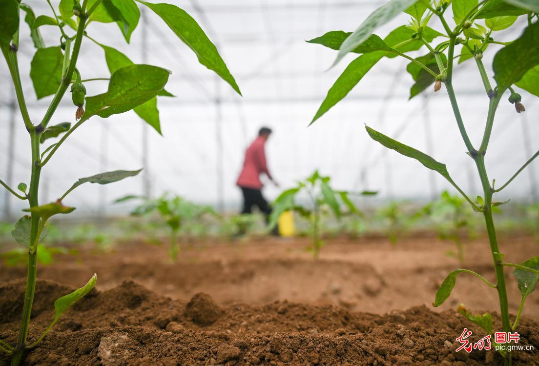 秋分时节收获忙 累累硕果粮满仓