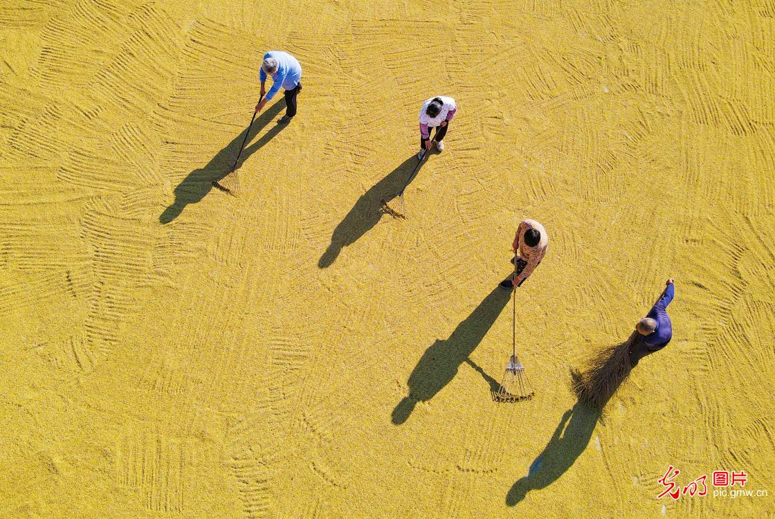 秋分时节收获忙 累累硕果粮满仓