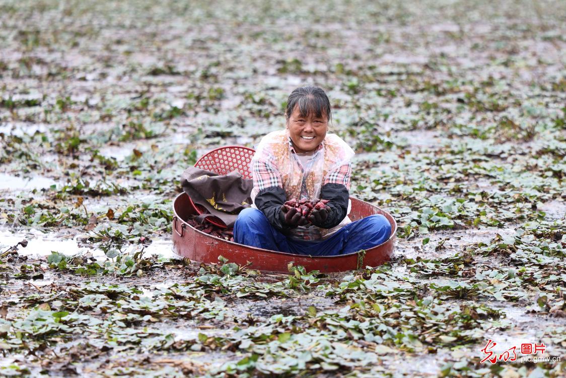 秋分时节收获忙 累累硕果粮满仓