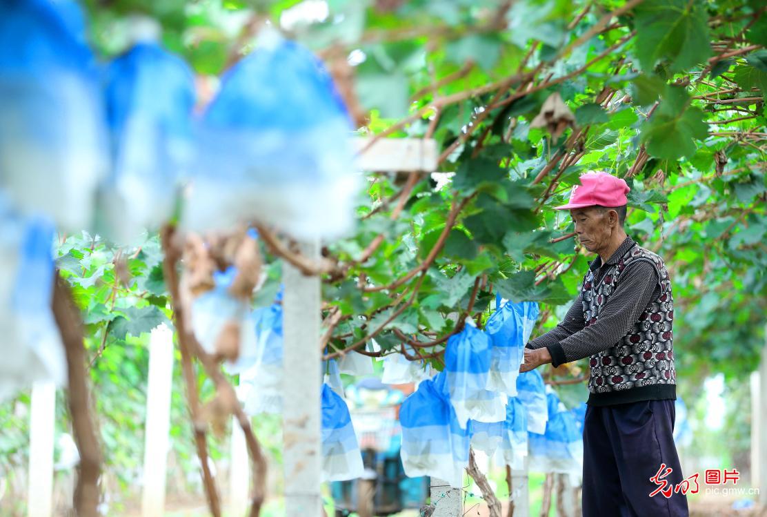 秋分时节收获忙 累累硕果粮满仓