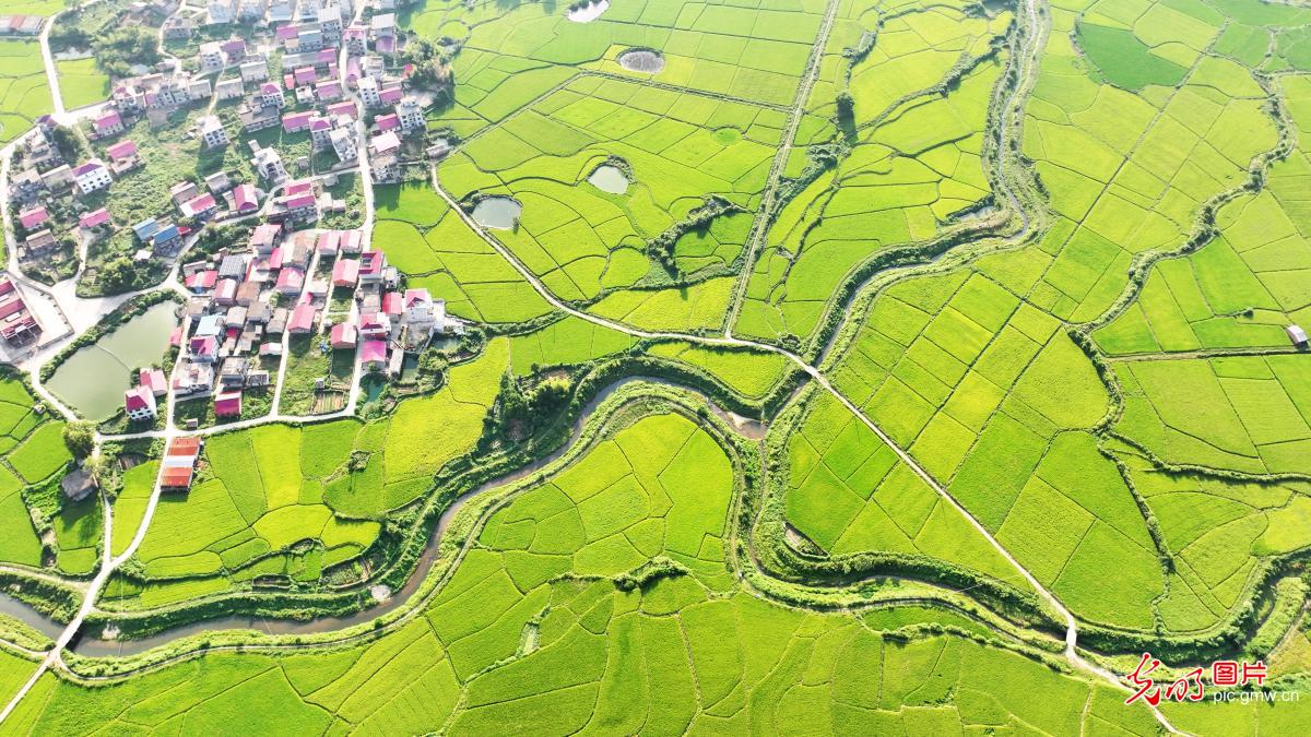 丰收在望 田园如画