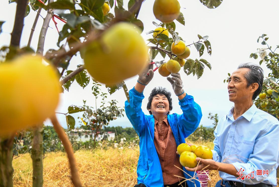 “丰”景如画 “农”墨重彩 “丰”景如画 “农”墨重彩