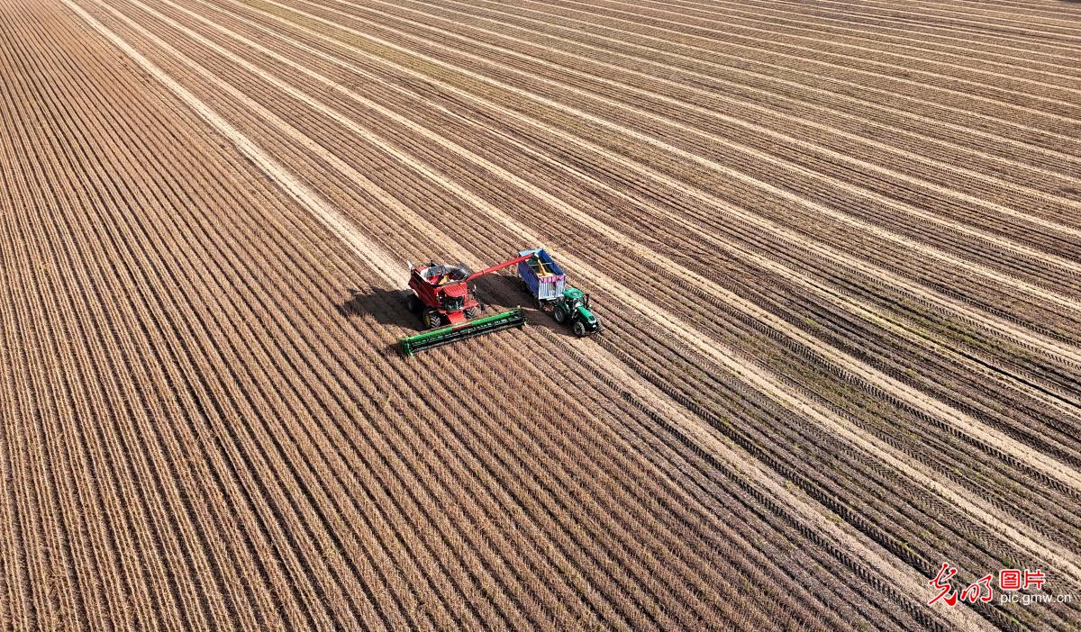 “丰”景如画 “农”墨重彩 “丰”景如画 “农”墨重彩