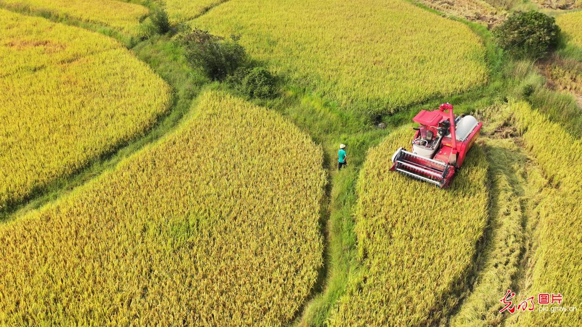 “丰”景如画 “农”墨重彩 “丰”景如画 “农”墨重彩