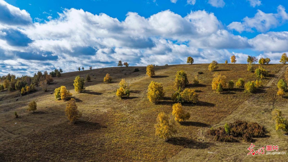 坝上草原秋意浓