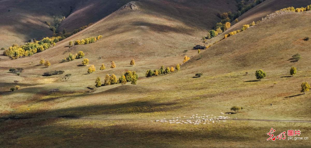 坝上草原秋意浓