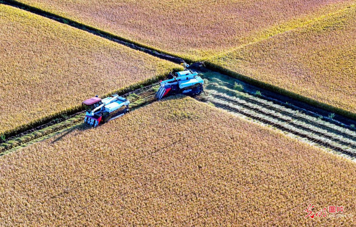 水稻开镰收满仓