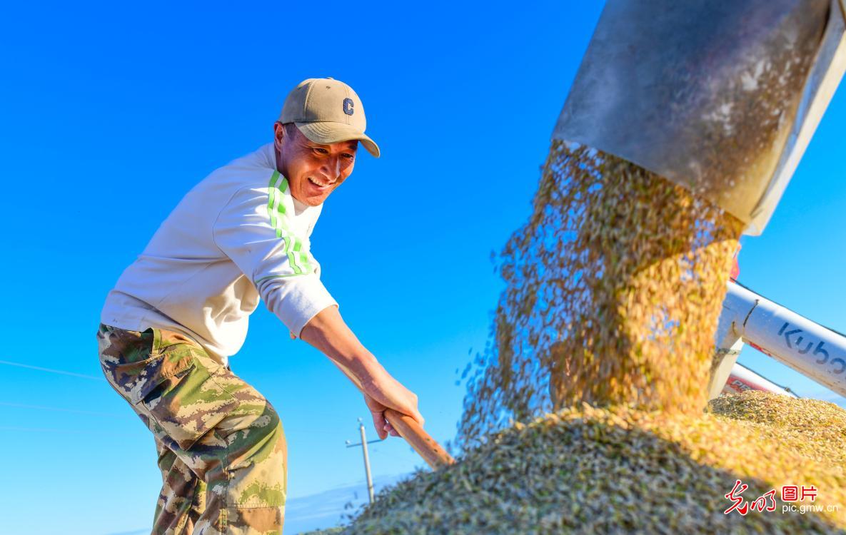 水稻开镰收满仓