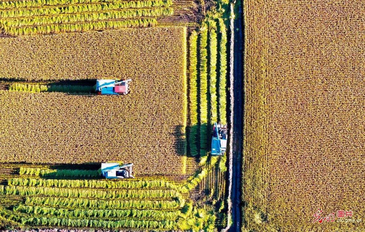 水稻开镰收满仓