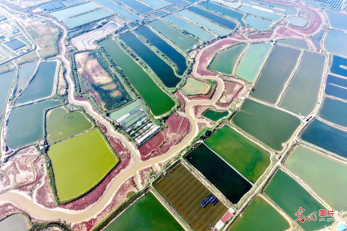 仲秋碱蓬草映红海滩扮靓村庄