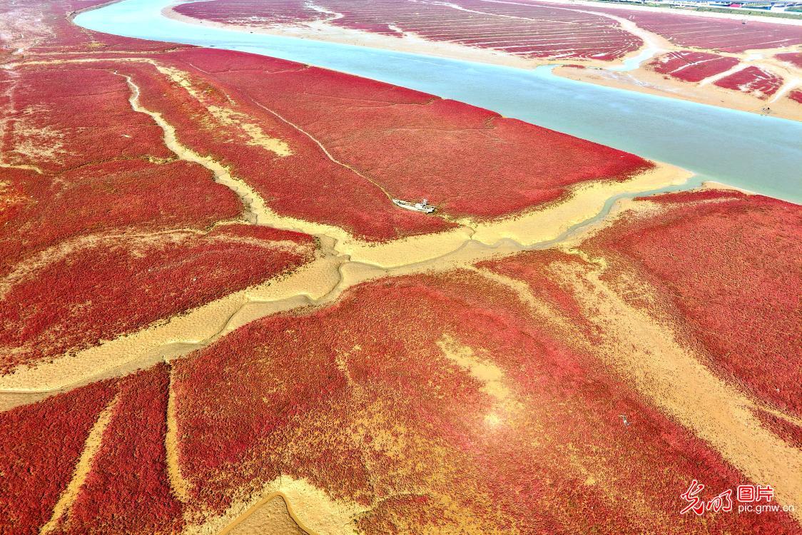 仲秋碱蓬草映红海滩扮靓村庄