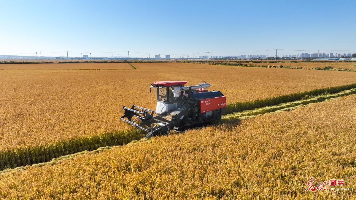 大国粮仓绘就金秋最美丰收景