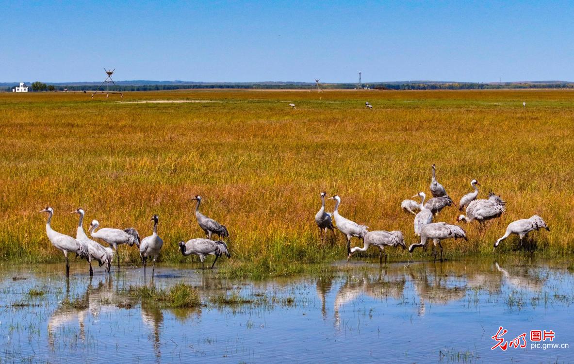 内蒙古图牧吉国家级自然保护区秋景如画