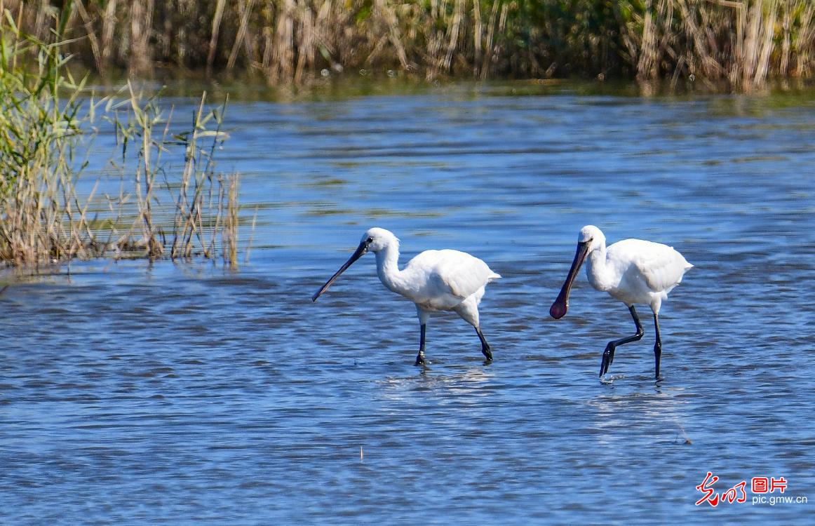 内蒙古图牧吉国家级自然保护区秋景如画