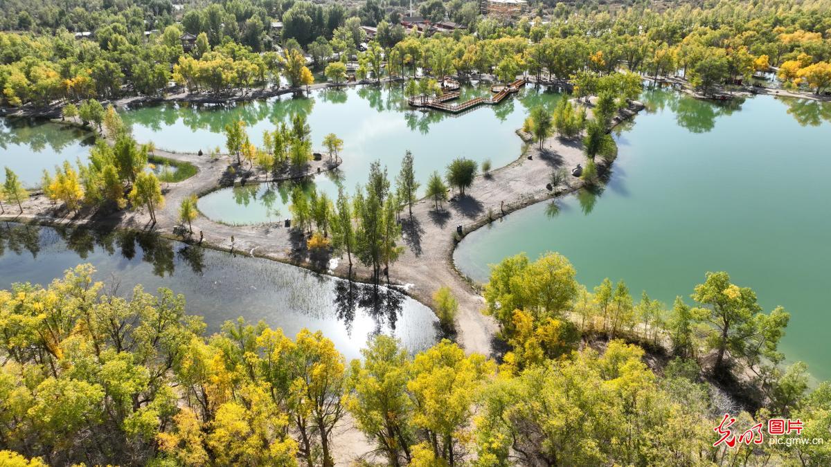 胡杨林美景醉游人