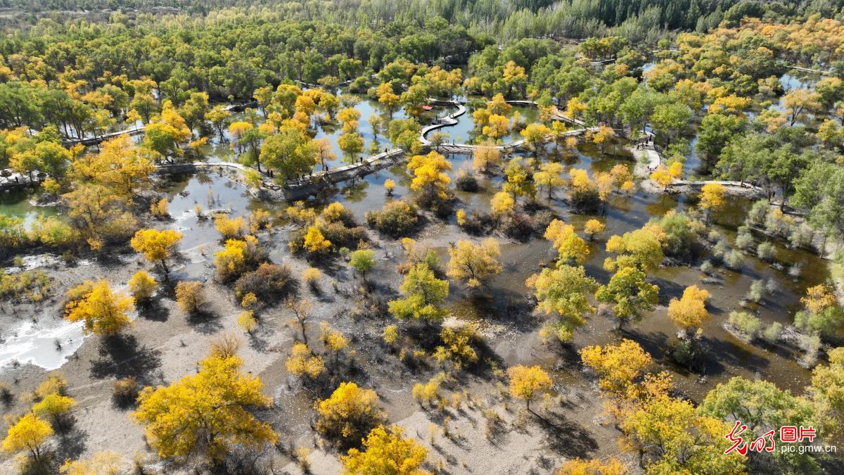 胡杨林美景醉游人