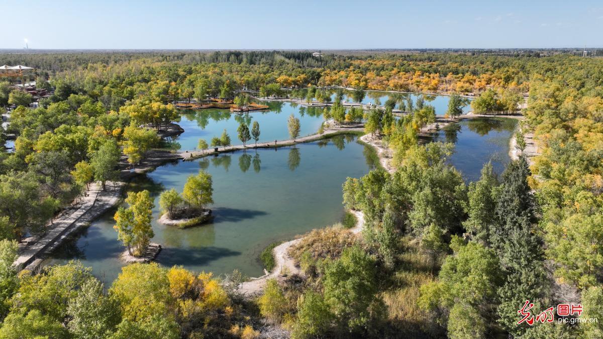 胡杨林美景醉游人