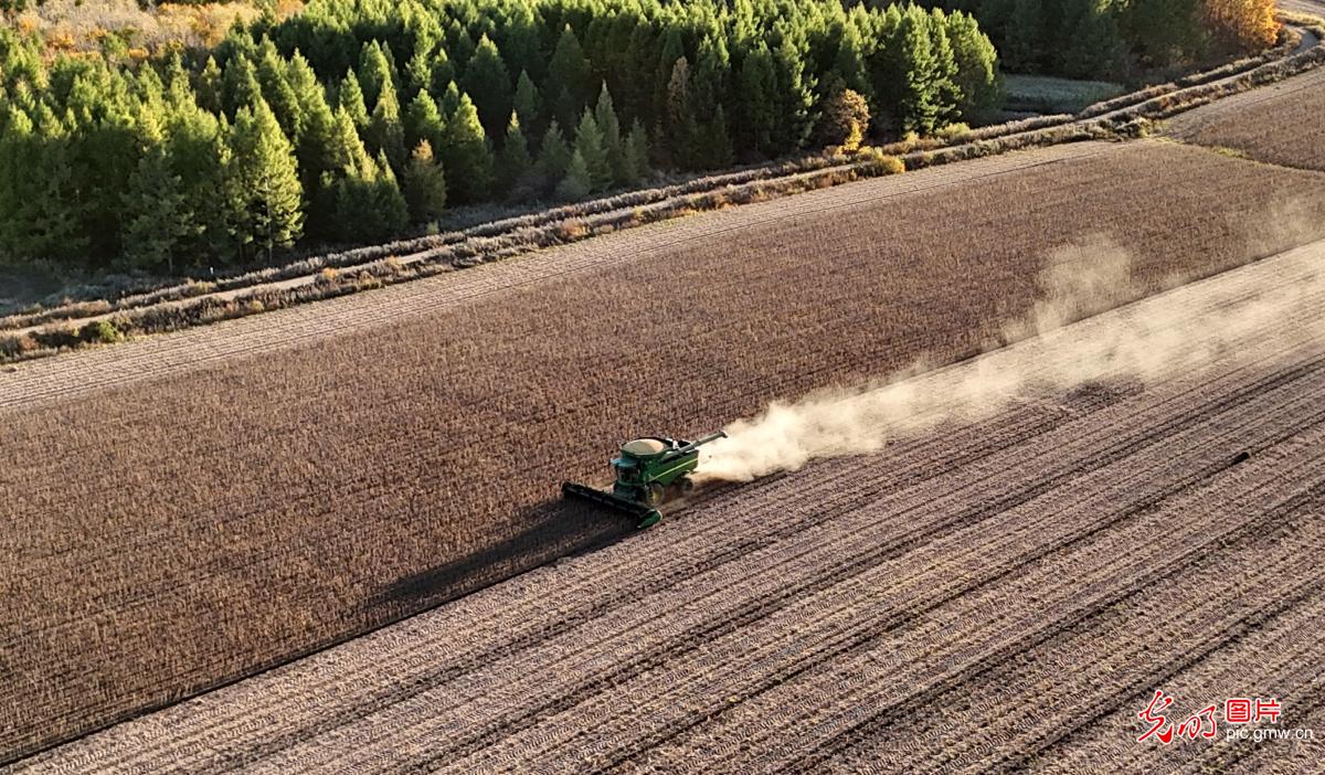 北大荒：金秋喜迎丰收年