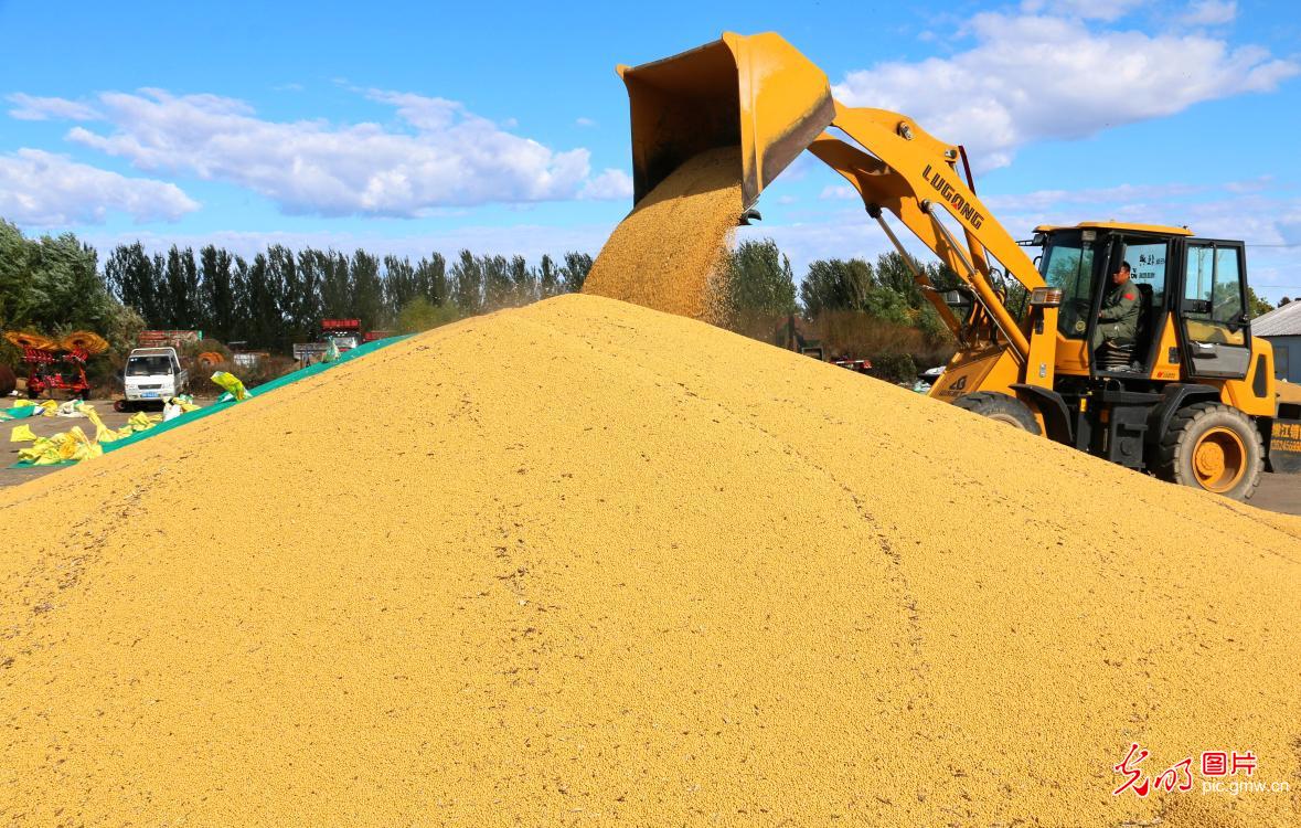 北大荒：金秋喜迎丰收年