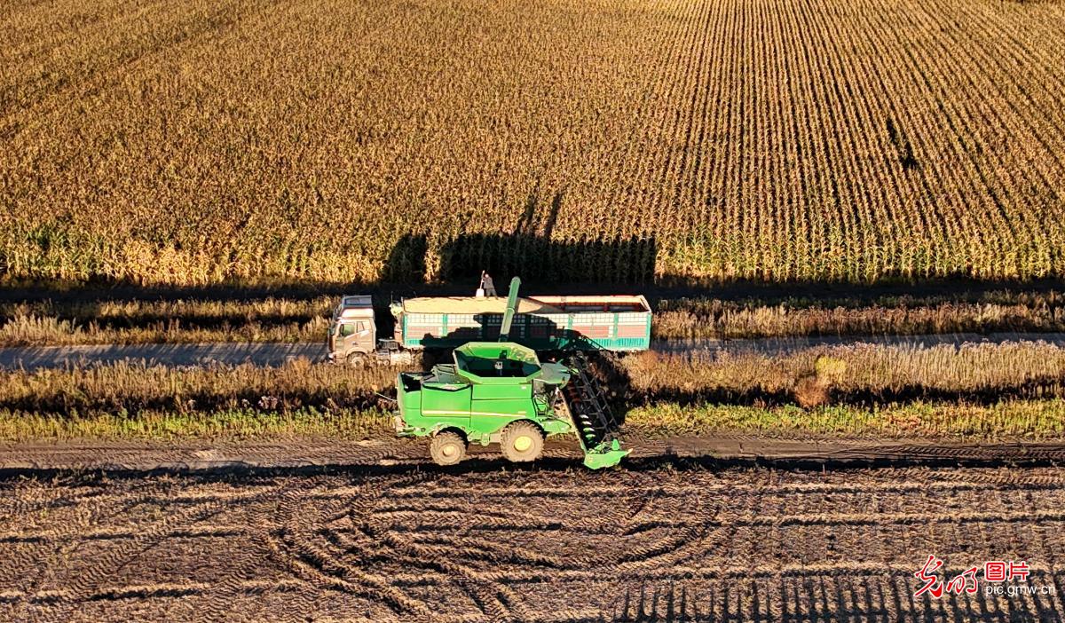 北大荒：金秋喜迎丰收年