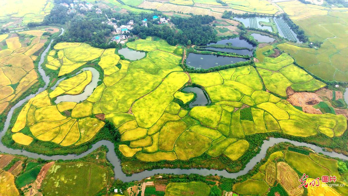 金秋乡村 美景如画