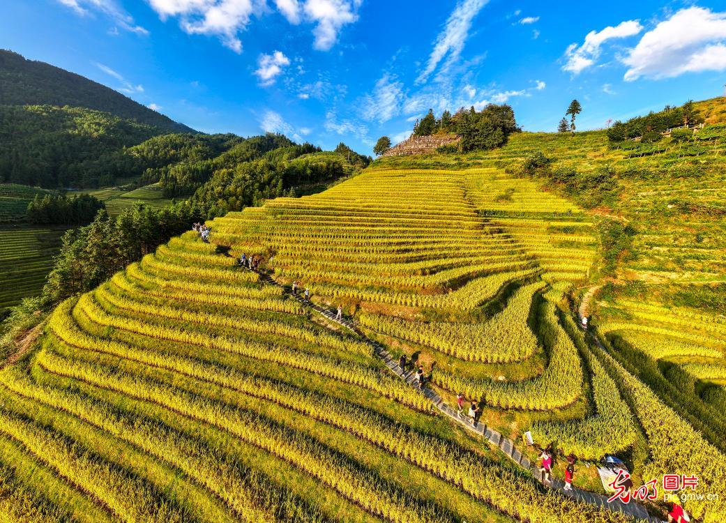 梯田披“金”引客来