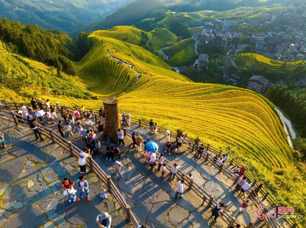 梯田披“金”引客来