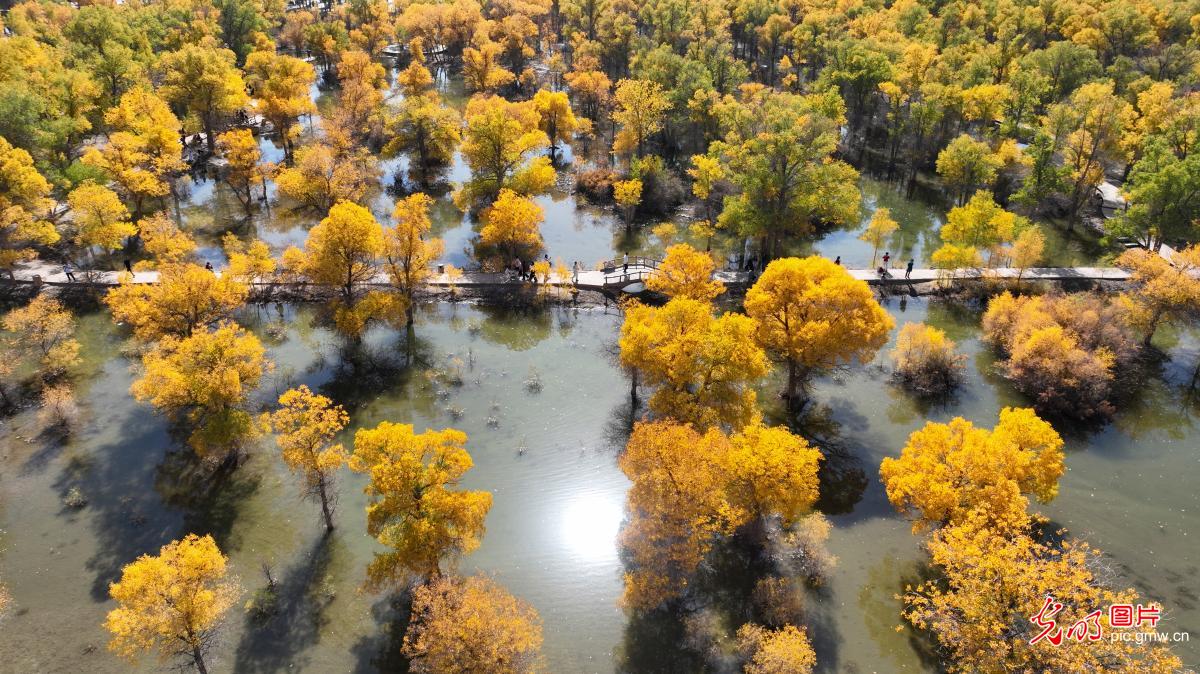 大漠胡杨绘盛景 八方游客醉金秋