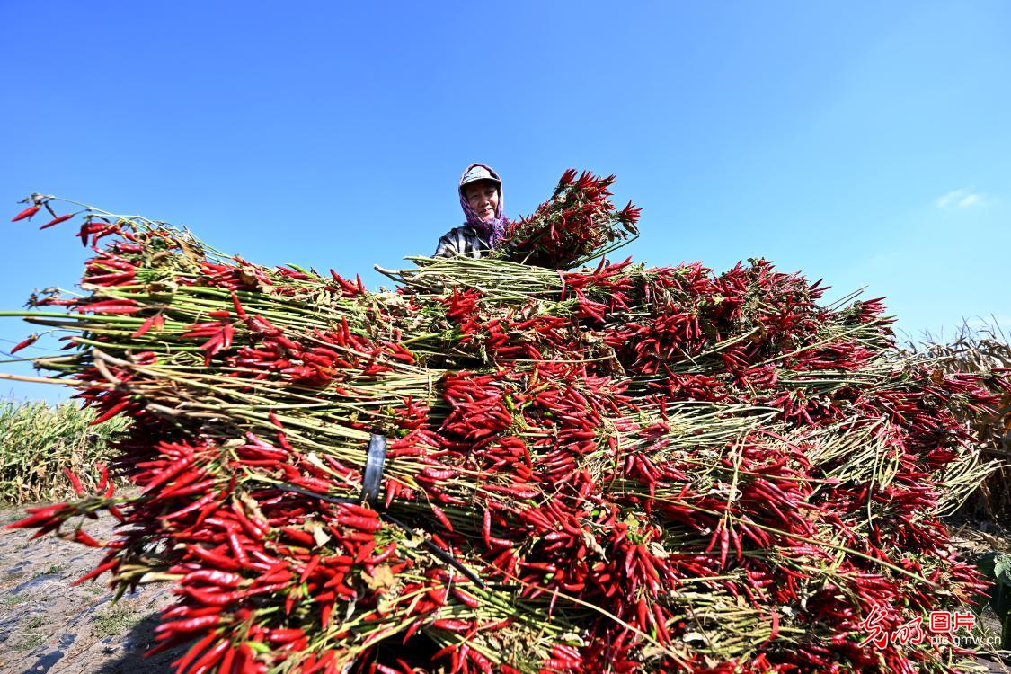 法库椒农喜迎丰收