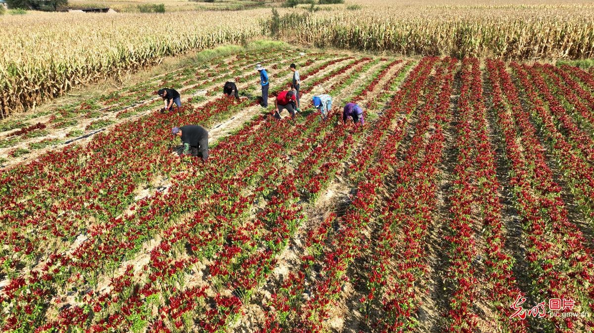 法库椒农喜迎丰收