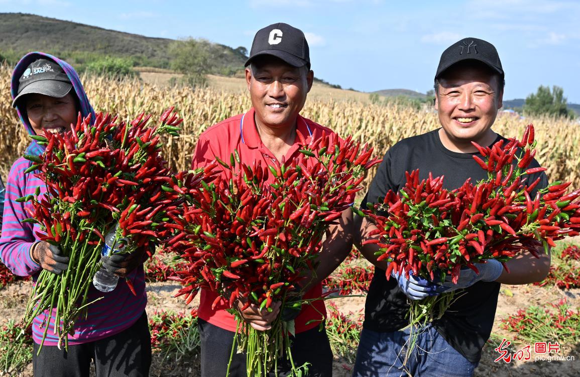 法库椒农喜迎丰收