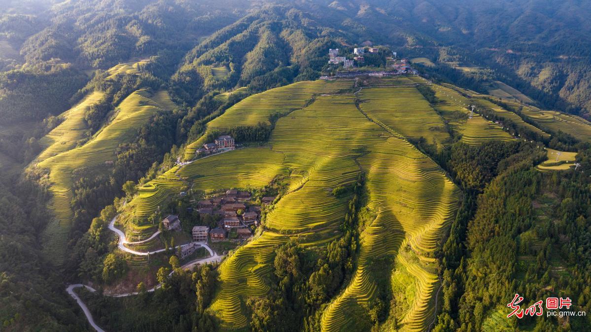金色梯田映村寨