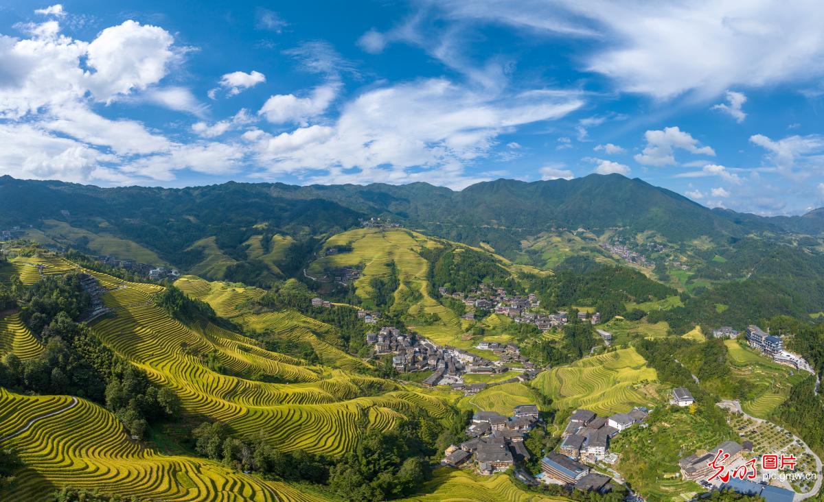 金色梯田映村寨