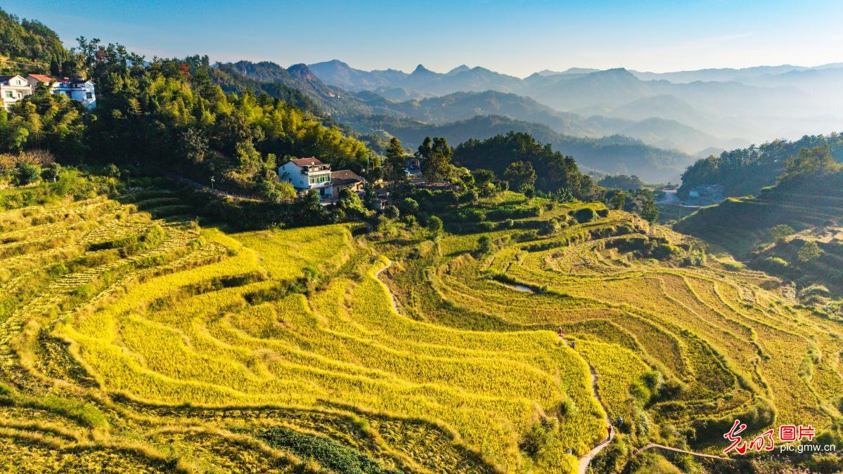 秋日梯田“丰”景