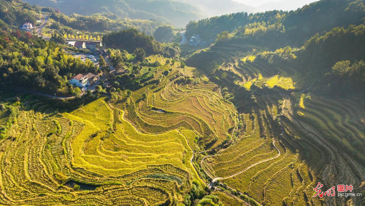 秋日梯田“丰”景