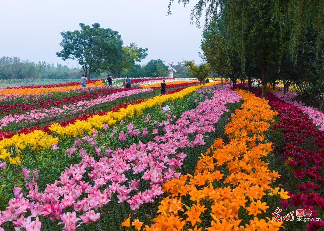 “赏花 +” 点亮双节文旅