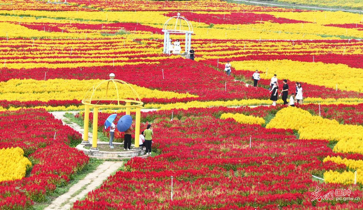 “赏花 +” 点亮双节文旅