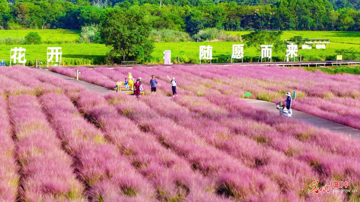 “赏花 +” 点亮双节文旅