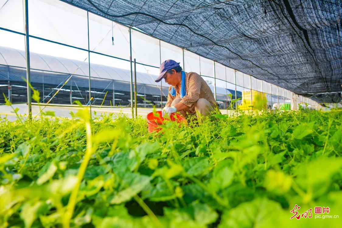 寒露育苗忙 科技助振兴