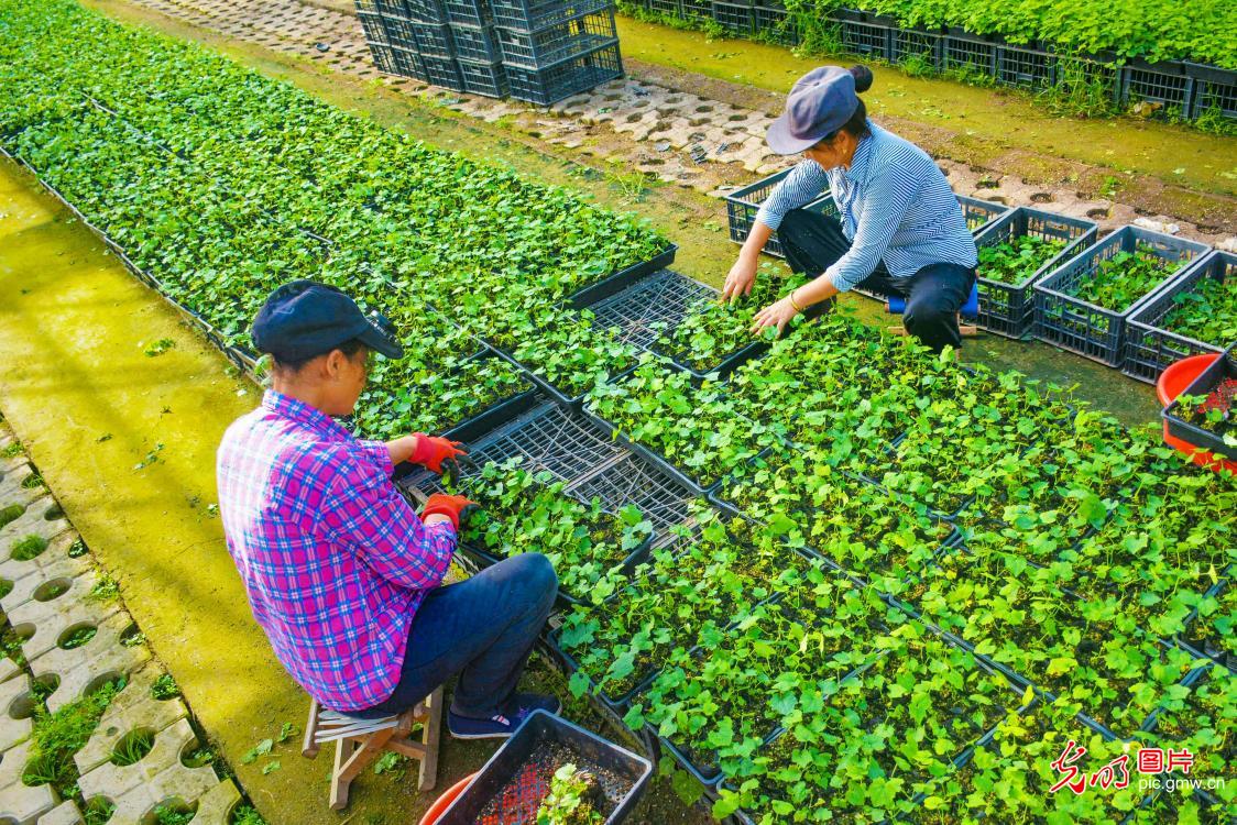 寒露育苗忙 科技助振兴
