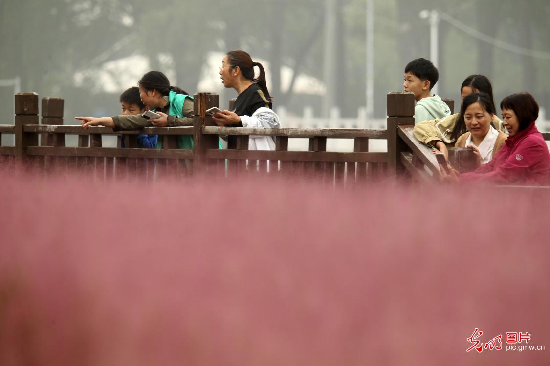 秋日多地花海 游客赏景兴浓