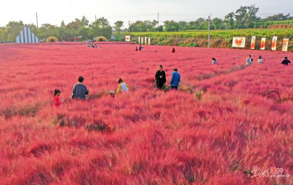 秋日多地花海 游客赏景兴浓