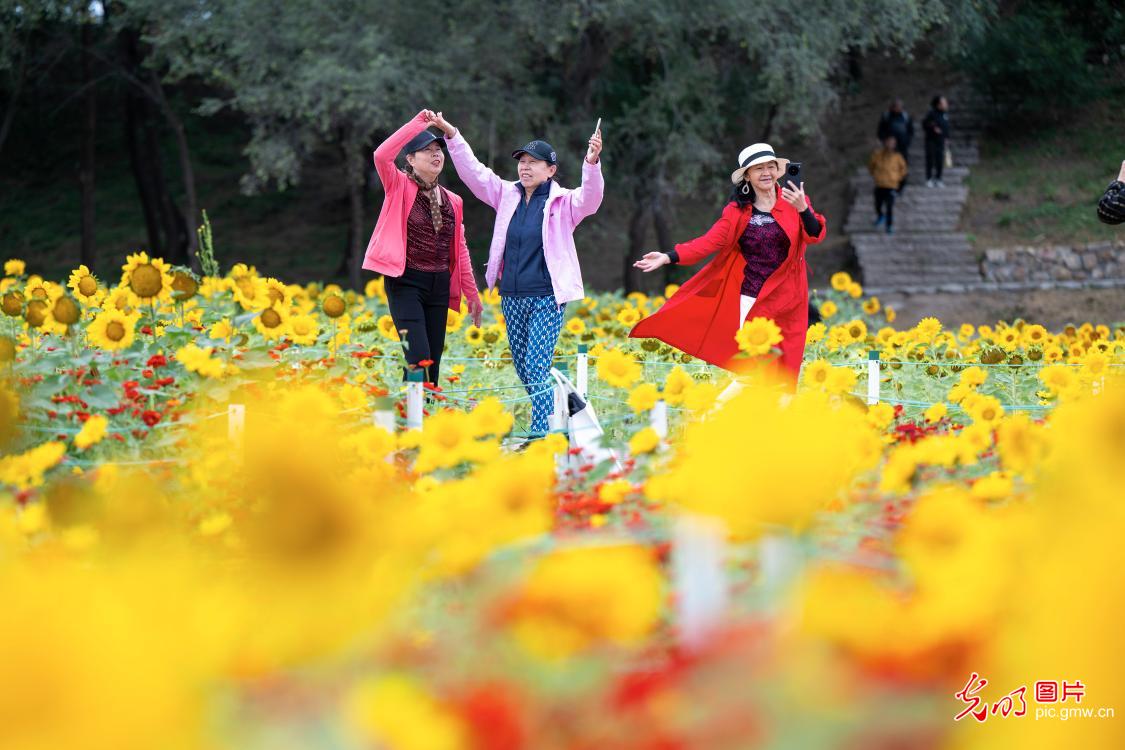 秋日多地花海 游客赏景兴浓