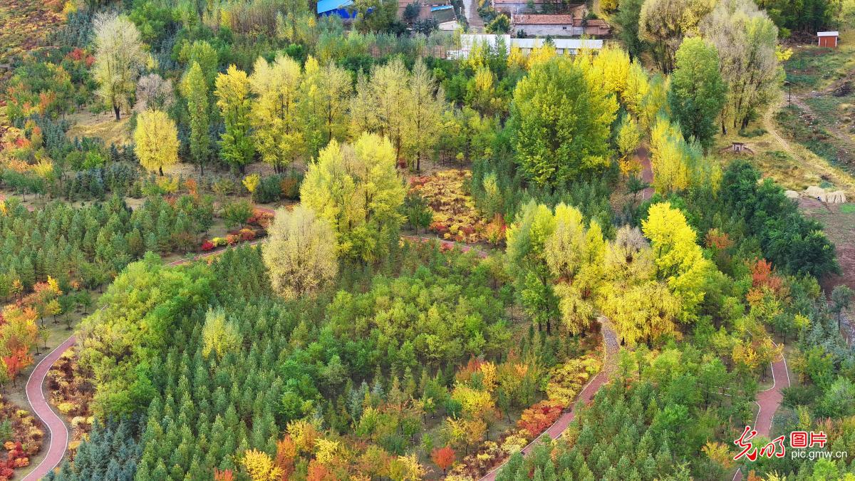 祁连山下秋色惹人醉