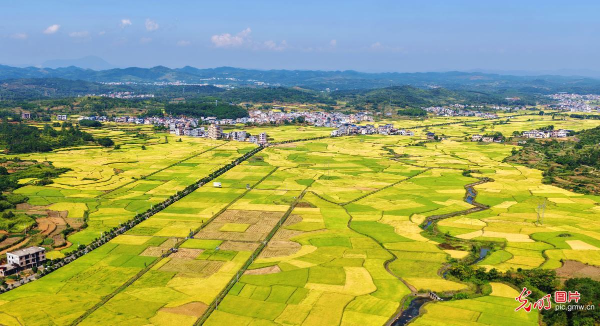 瞰金秋沃野 绘就新丰收图鉴 瞰金秋沃野 绘就新丰收图鉴