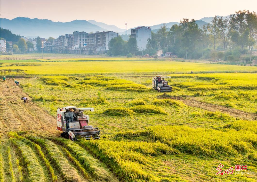 瞰金秋沃野 绘就新丰收图鉴 瞰金秋沃野 绘就新丰收图鉴