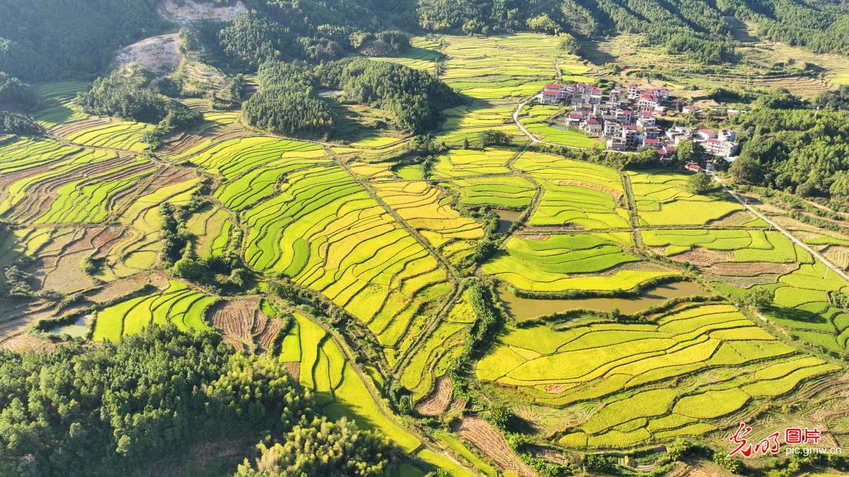 瞰金秋沃野 绘就新丰收图鉴 瞰金秋沃野 绘就新丰收图鉴