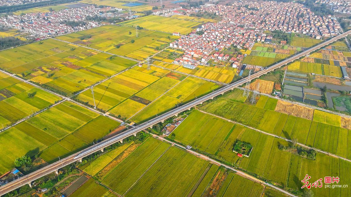 瞰金秋沃野 绘就新丰收图鉴 瞰金秋沃野 绘就新丰收图鉴